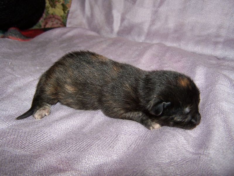 Gatto Norvegese - cuccioli