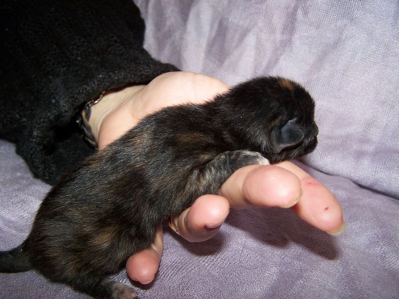 Gatto Norvegese - cuccioli
