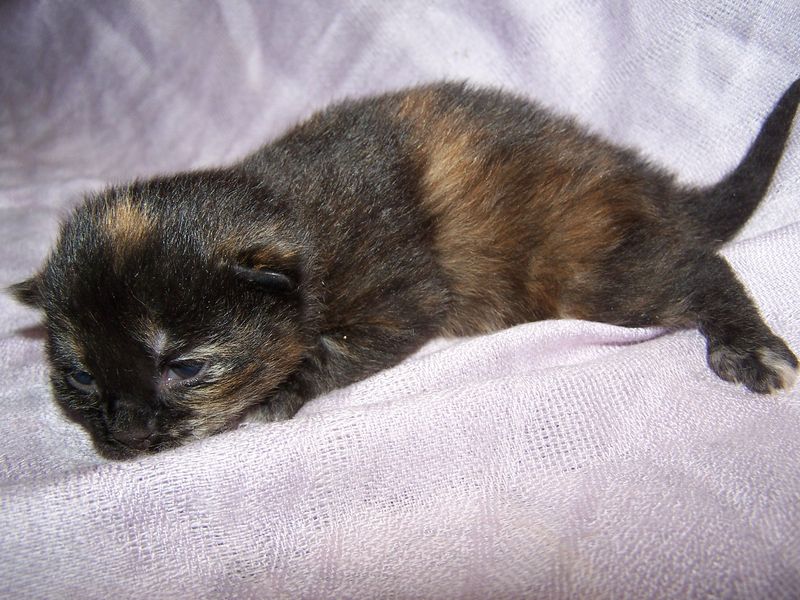 Gatto Norvegese - cuccioli