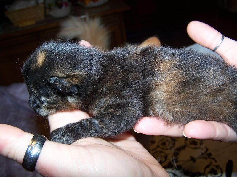 Gatto Norvegese - cuccioli