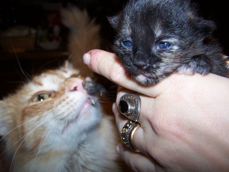 Gatto Norvegese - cuccioli