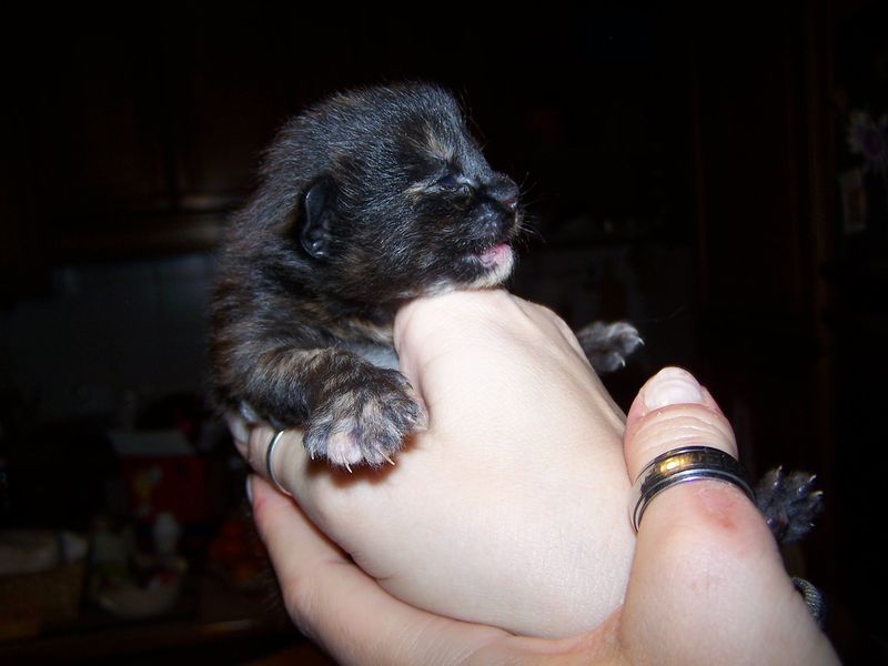 Gatto Norvegese - cuccioli