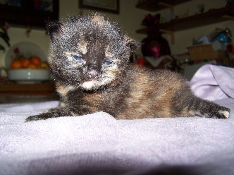 Gatto Norvegese - cuccioli