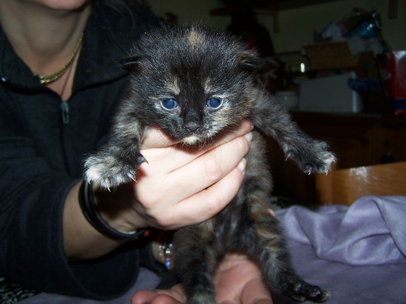 Gatto Norvegese - cuccioli