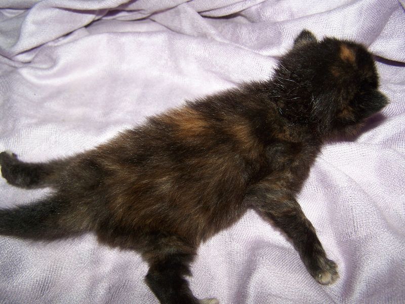 Gatto Norvegese - cuccioli