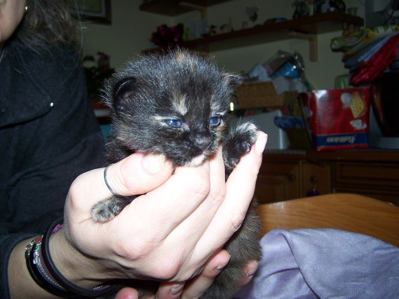 Gatto Norvegese - cuccioli