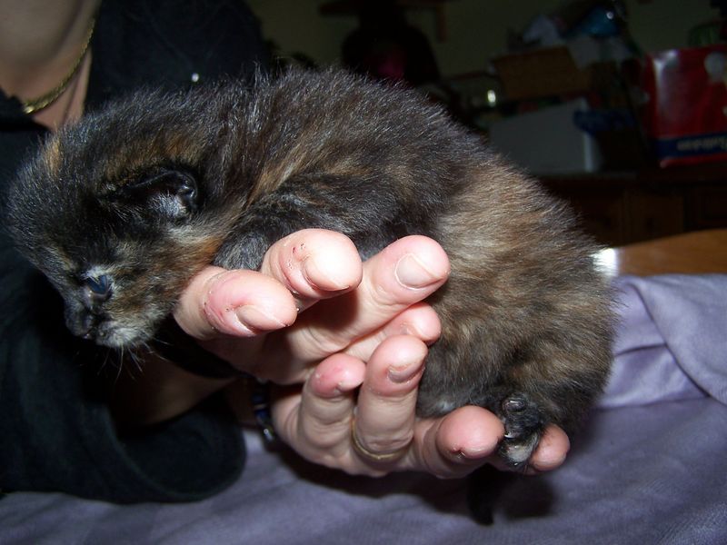Gatto Norvegese - cuccioli