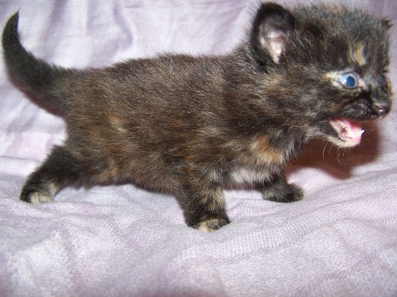 Gatto Norvegese - cuccioli