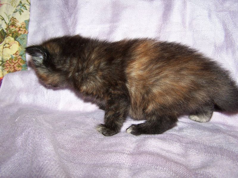 Gatto Norvegese - cuccioli