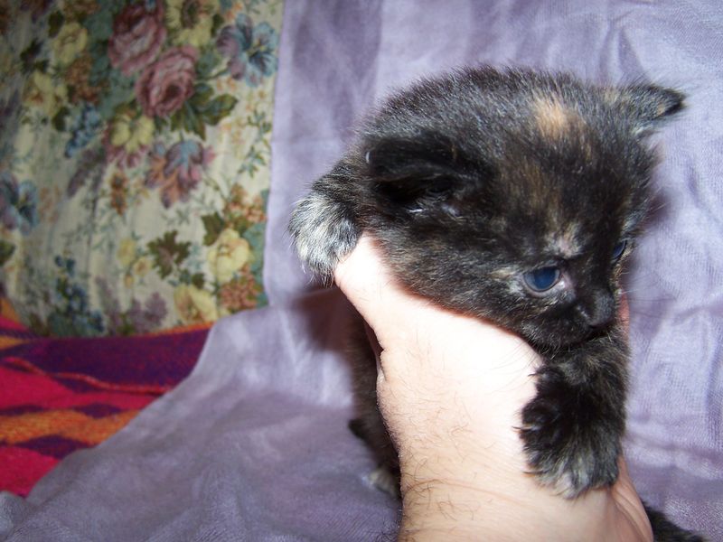 Gatto Norvegese - cuccioli