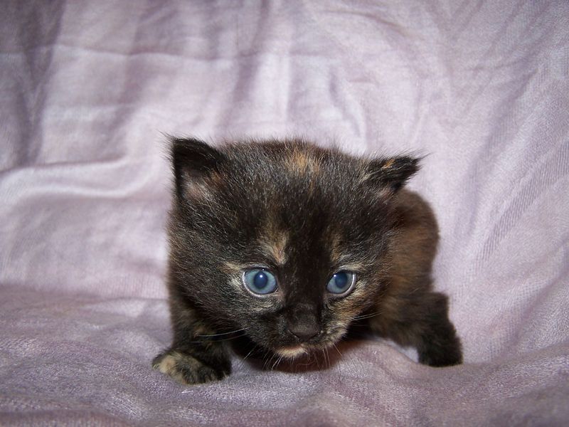 Gatto Norvegese - cuccioli