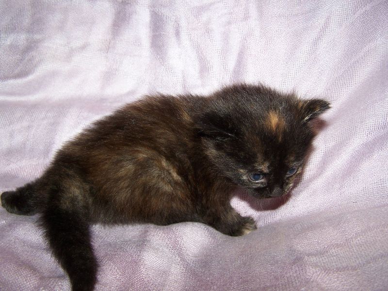 Gatto Norvegese - cuccioli