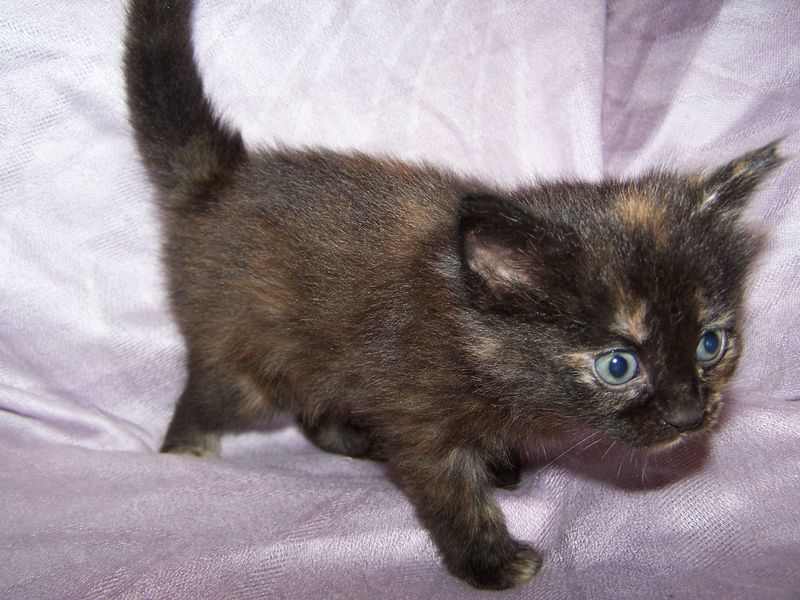 Gatto Norvegese - cuccioli