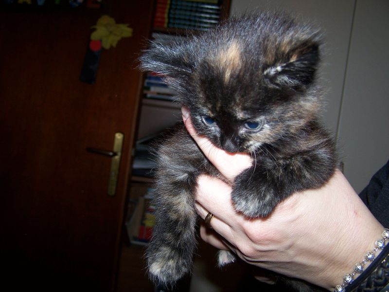 Gatto Norvegese - cuccioli