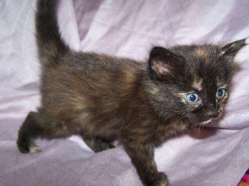 Gatto Norvegese - cuccioli