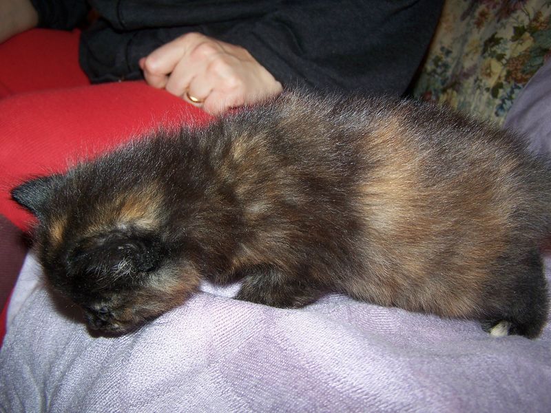 Gatto Norvegese - cuccioli