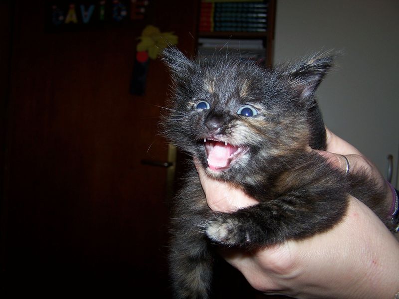 Gatto Norvegese - cuccioli
