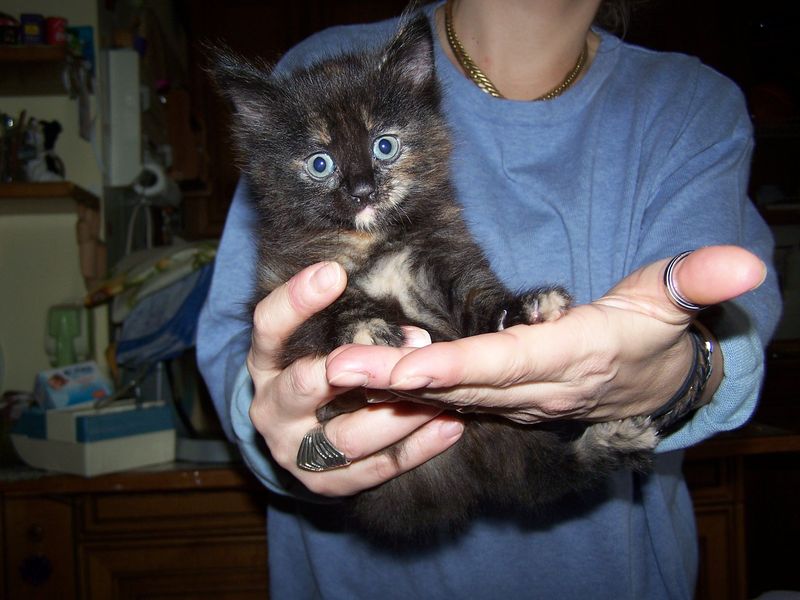 Gatto Norvegese - cuccioli