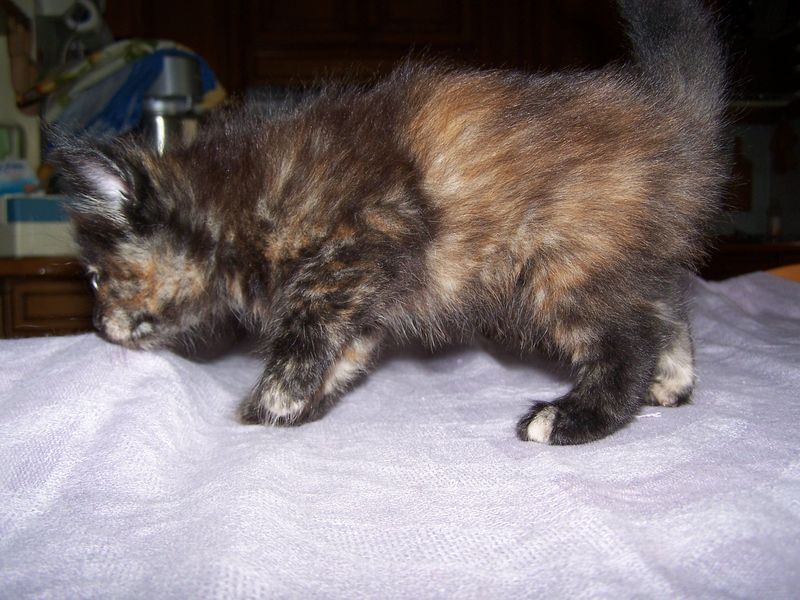 Gatto Norvegese - cuccioli