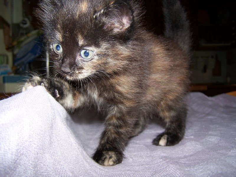Gatto Norvegese - cuccioli