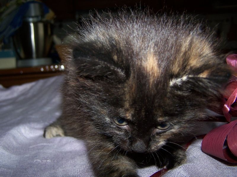 Gatto Norvegese - cuccioli