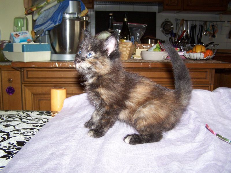 Gatto Norvegese - cuccioli