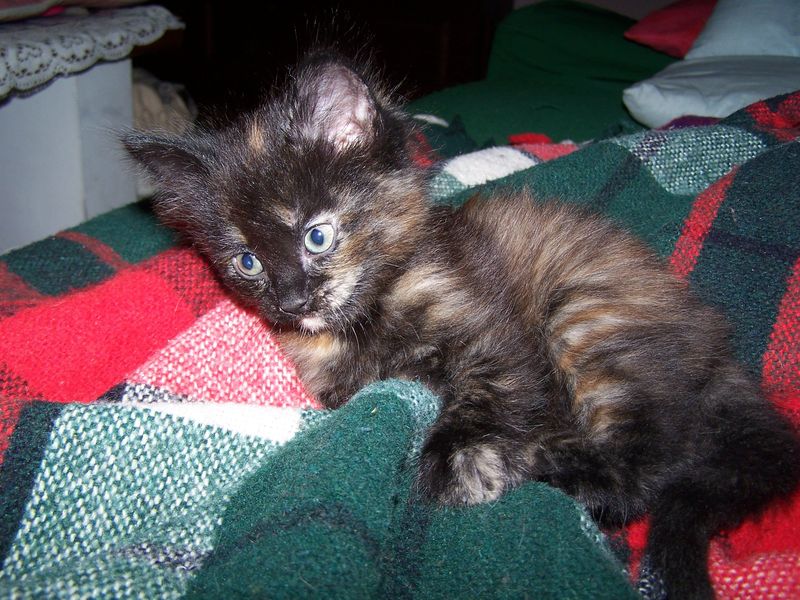 Gatto Norvegese - cuccioli