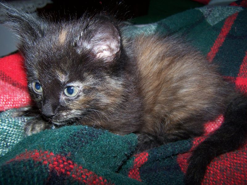 Gatto Norvegese - cuccioli