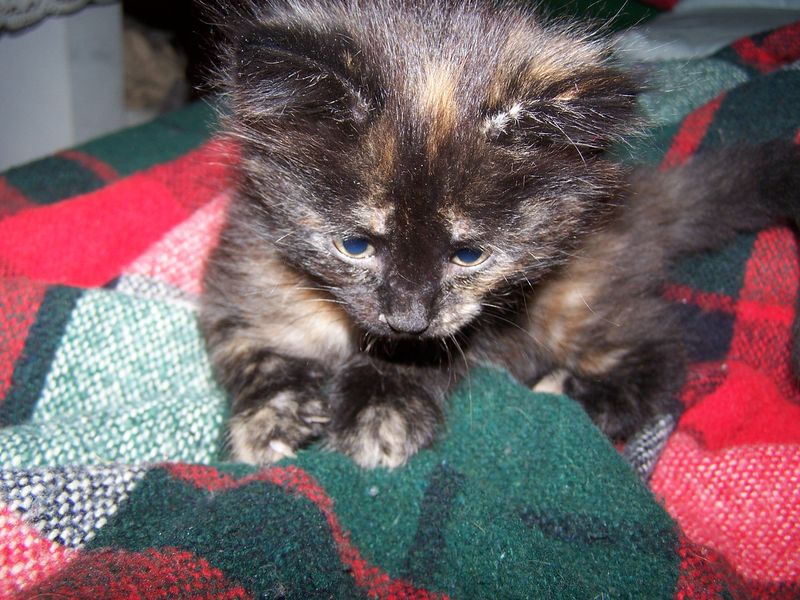 Gatto Norvegese - cuccioli
