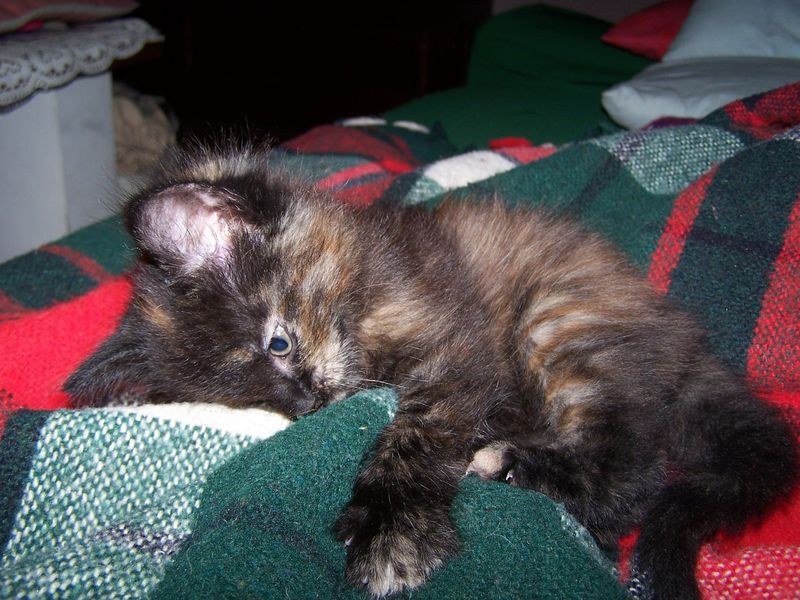 Gatto Norvegese - cuccioli