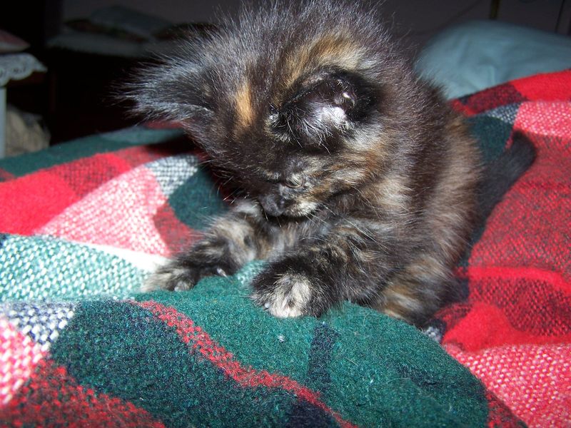 Gatto Norvegese - cuccioli