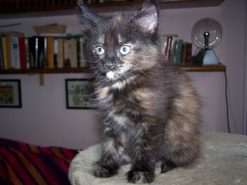 Gatto Norvegese - cuccioli