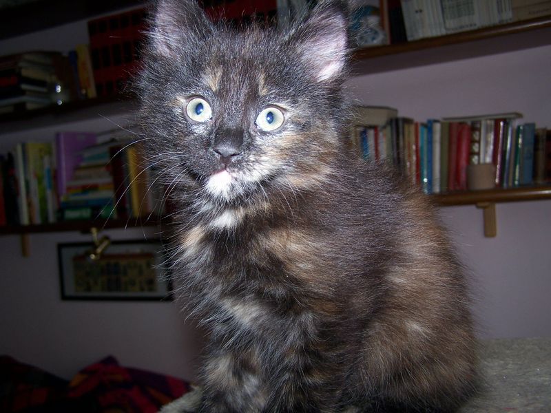 Gatto Norvegese - cuccioli