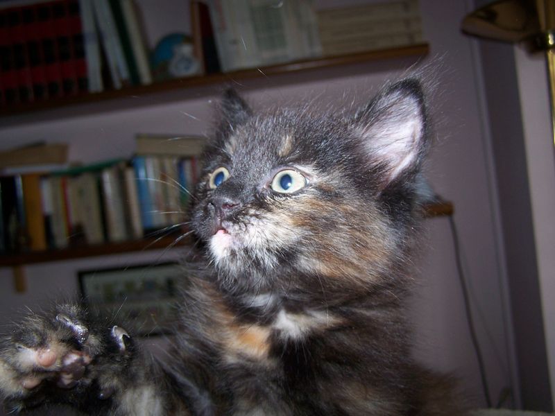 Gatto Norvegese - cuccioli