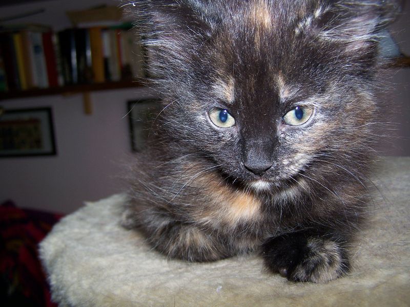 Gatto Norvegese - cuccioli