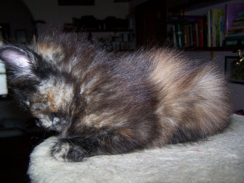 Gatto Norvegese - cuccioli
