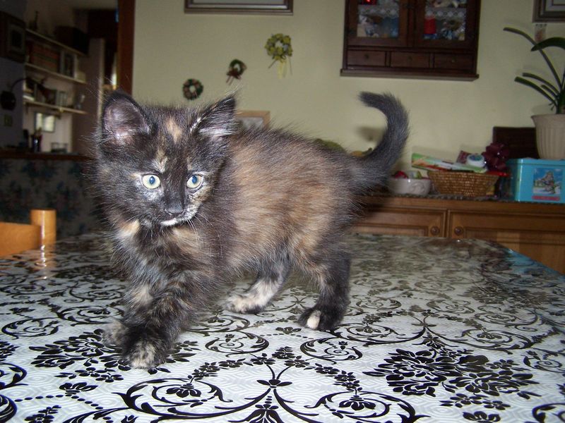 Gatto Norvegese - cuccioli