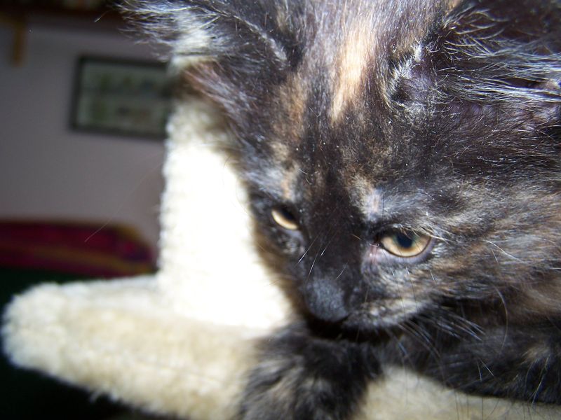 Gatto Norvegese - cuccioli