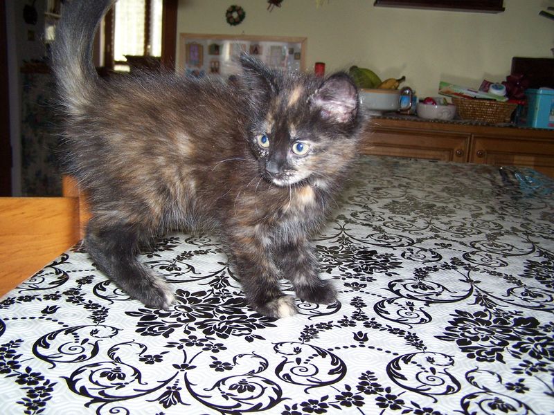Gatto Norvegese - cuccioli