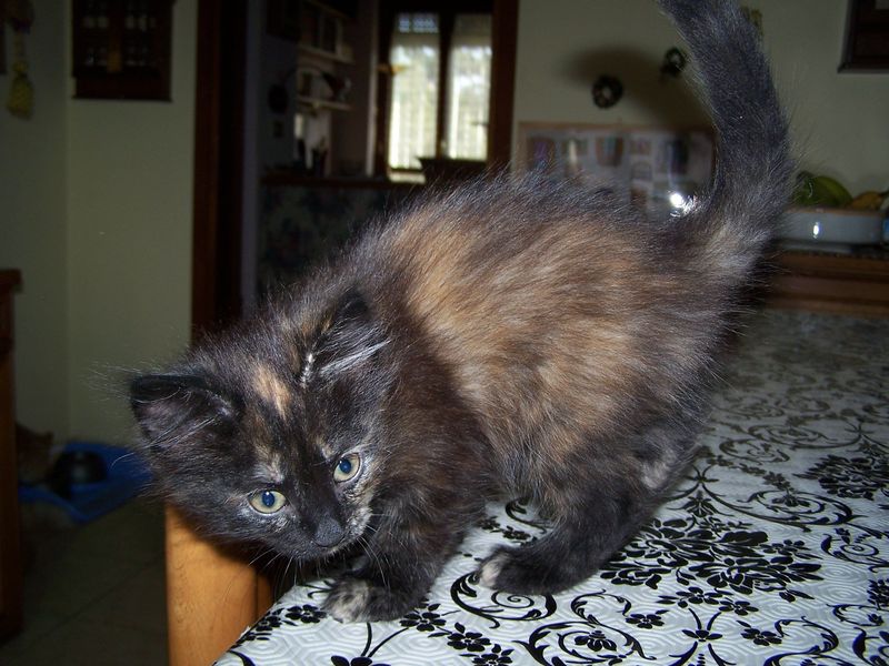 Gatto Norvegese - cuccioli