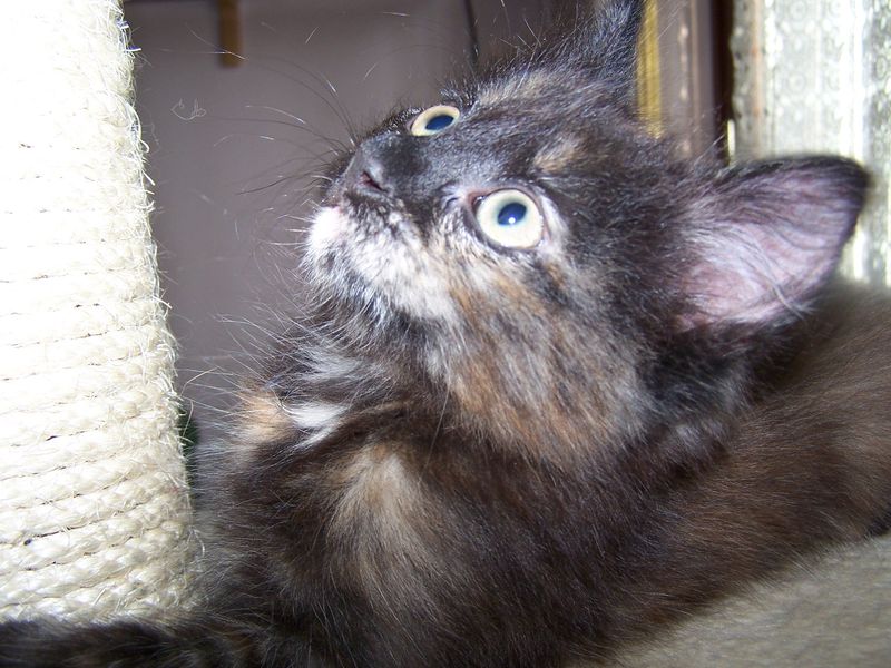Gatto Norvegese - cuccioli