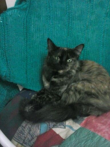 Gatto Norvegese - cuccioli