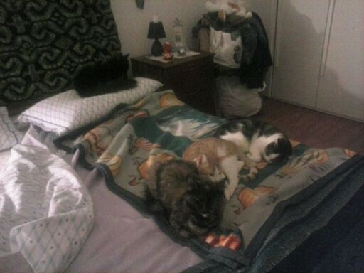 Gatto Norvegese - cuccioli