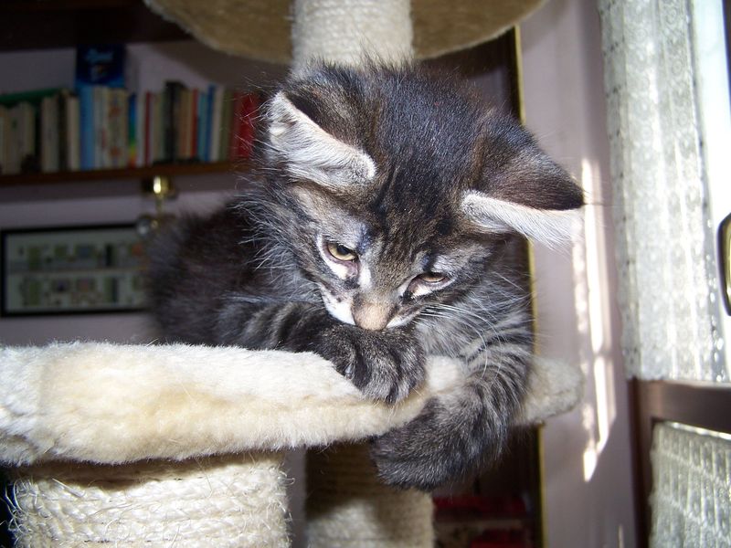 Gatto Norvegese - cuccioli