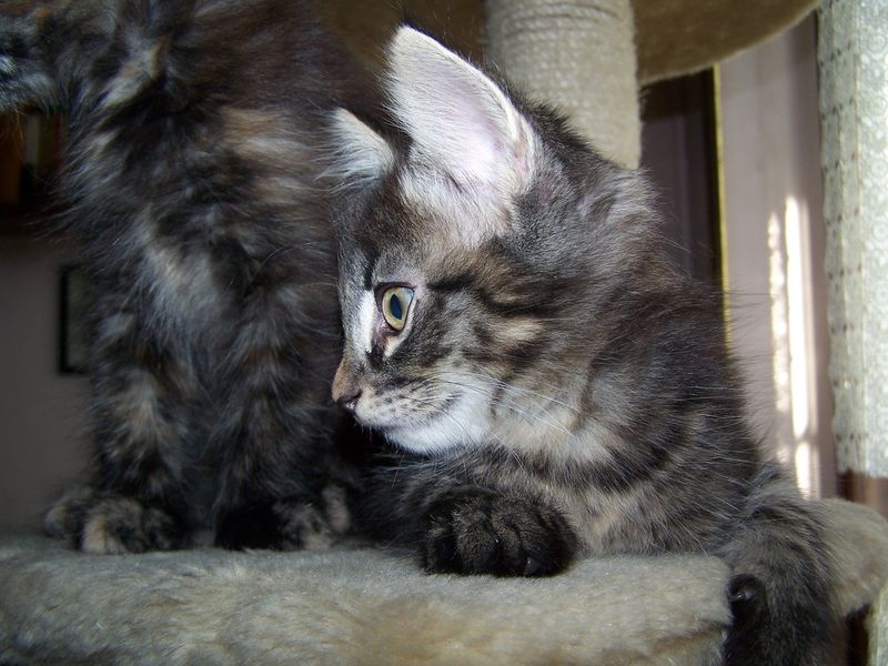 Gatto Norvegese - cuccioli