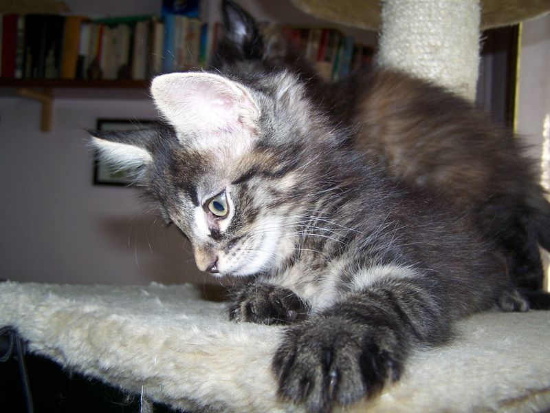Gatto Norvegese - cuccioli