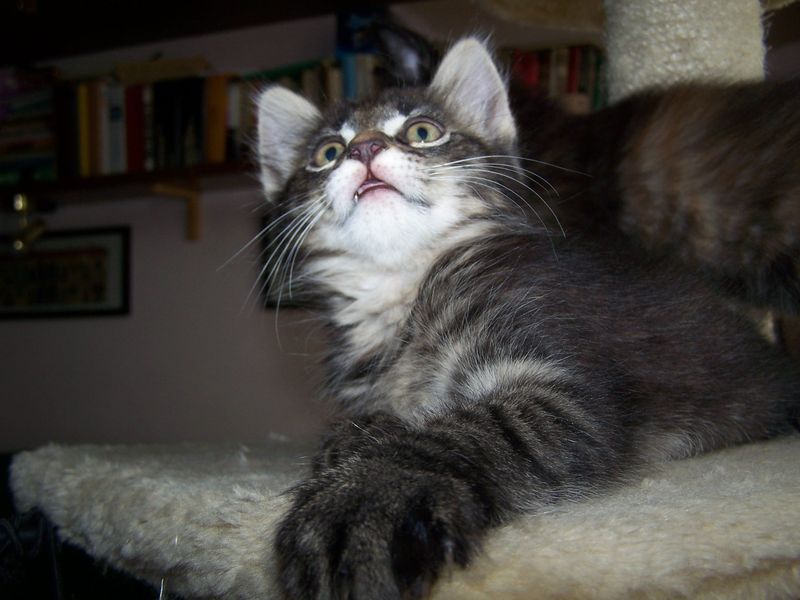 Gatto Norvegese - cuccioli