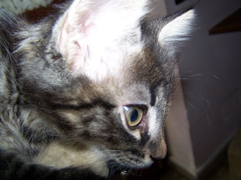 Gatto Norvegese - cuccioli