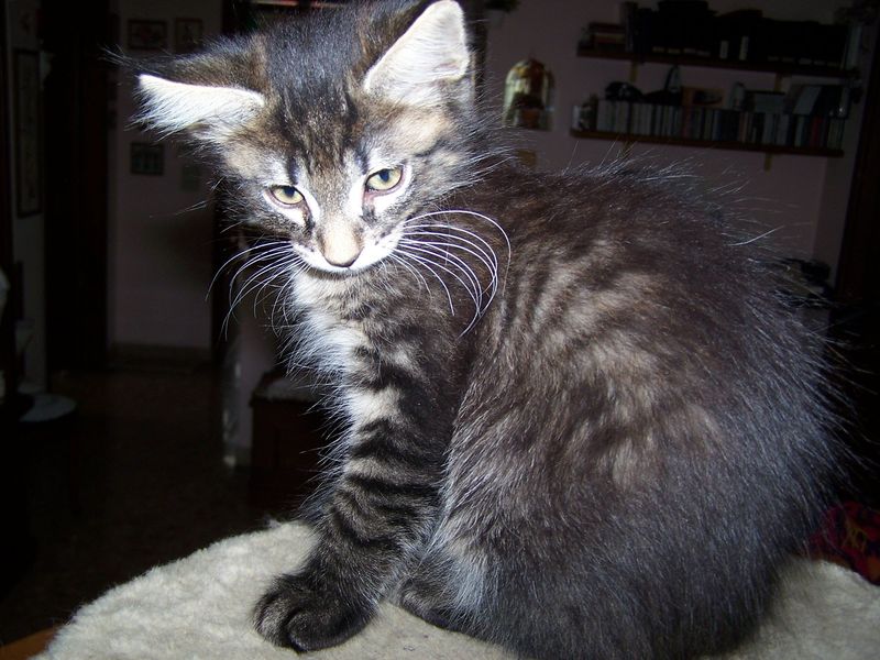 Gatto Norvegese - cuccioli