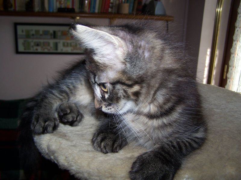 Gatto Norvegese - cuccioli